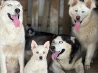 Yakışıklı ve güzel husky köpekler