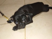 Redro Pug (Nadir kalan ırklardan)
