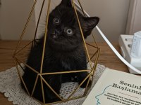 British Shorthair Dark Chocolate Yavru