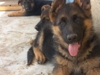 Hayatına anlam keyif ve gerçek dost isteyenlere alman kurdu