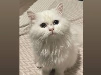 6 Aylık Dişi Van Kedisi