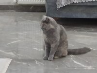Kedimizi bedava sahiplenmek isteyen bana ulaşsın