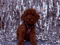Safkan Toy Poodle Yavrularımız