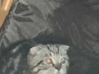 Henüz 70 günlük scottish fold tuvalet eğitimi var