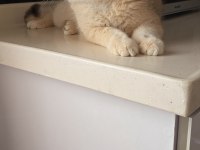 British shorthair by12 erkek 1 yaş