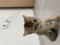 British shorthair black golden