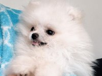 Pomeranian boo Yavru Eğitimli