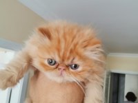 SAFKAN İRAN KEDİSİ YAVRULARI 0 BURUN