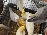 Lutino Albino Yavru Sultan Papağanı