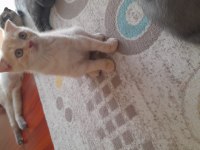 2 aylık scottish fold yavrular