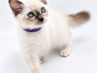 YAVRU RAGDOLL KEDİLERİMİZ