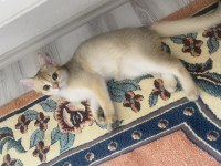 Golden tabby british shorthair