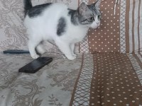 Kedime acil yuva arıyorum