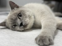 British shorthair erkek 1 yaşında