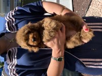 RED TOY POODLE