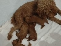 Safkan toy poodle 28cm