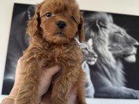 Mini toy poodle köpeğimiz