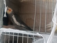 2 yaşında albino erkek kızgın ve lutino ve gren sultan