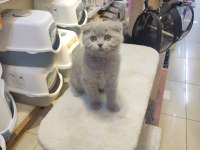 Show Class Scottish Fold Bebekler
