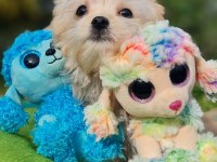 Minik Morkie Yavrularımız