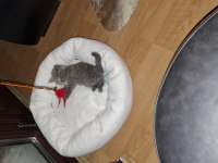 2 aylık british shorthair dişi