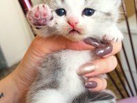 3 haftalık scottish fold yavrularımız rezerveye açıktır