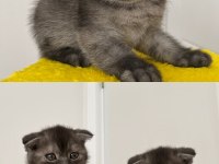 Tüm eğitimleri tam olan scottish fold