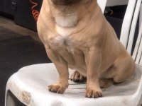 1 YAŞINDA FRANSIZ BULLDOG