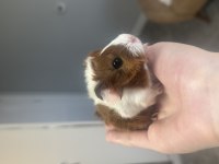 Sütten kesilen ginepigler