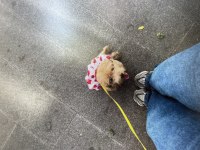 Sağlıklı maltipoo