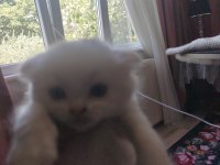 Scottish Fold Yavrular 2 Adet
