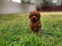 Toy poodle yavrularımız uygun değildir