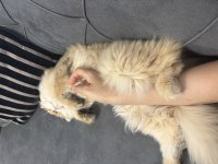 Güzeller Güzeli British Longhair Mia