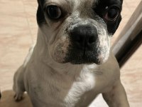 Sahibinden maske french bulldog