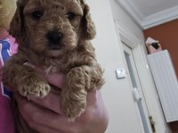 Erkek Toy Poodle