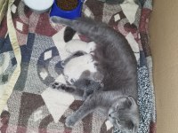 1 aylık british shorthair yavrular