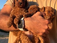 Teacup Korea Poodle Kg Garantili Wc Egitimli