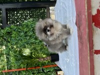 Teacup Dişi Pomeranian yavru