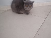 British shorthair 8 aylık erkek