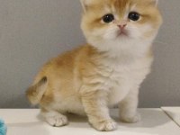 British golden shorthair yavrular