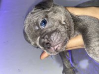 Mavi Gözlü Blue Fransız Bulldog Köpeğimiz