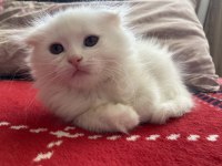Beyaz kedim