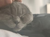 11 aylık scottish fold