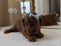 Ultra A kaliteli toy poodle bebekler