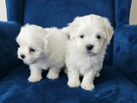 Maltese terrier minik bebekler