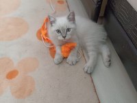 British shorthair oğlumuz