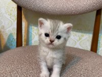 1 Aylık Gümüş Gri Yavru Kedimiz