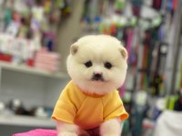 Pomeranian köpeği