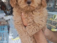 Poodle Erkek Yavrumuz Tuvalet Eğitimli