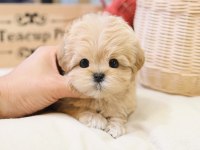 SAGLIK VE IRK GARANTILI MALTIPOO BEBEKLERIM